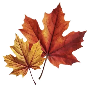 leaves.outline.webp